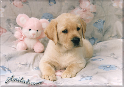 ptit chiot